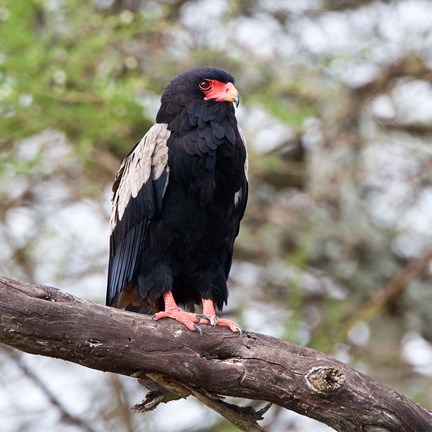 Framed Tanzania. Male Bateleur Eagle at Tarangire NP. Print