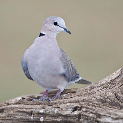Framed Tanzania. Ring-Necked Dove, Ndutu, Ngorongoro Print