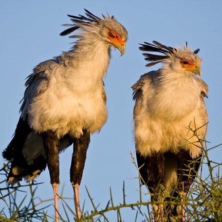 Framed Tanzania. Secretary Birds, Ndutu, Ngorongoro Print
