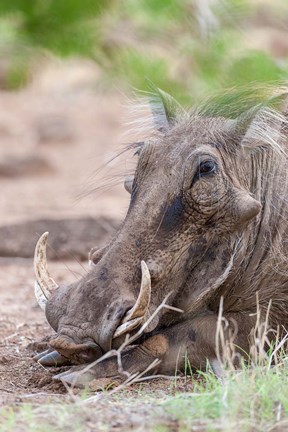 Framed Warthog, Tsavo-West, Kenya Print