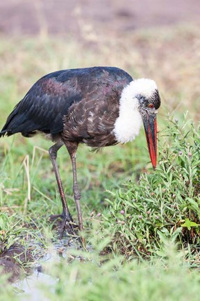 Framed Woolly-necked Stork foraging. Maasai Mara, Kenya, Africa. Print