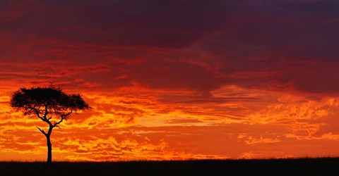 Framed Umbrella Thorn Acacia against a Red Sky, Kenya Print
