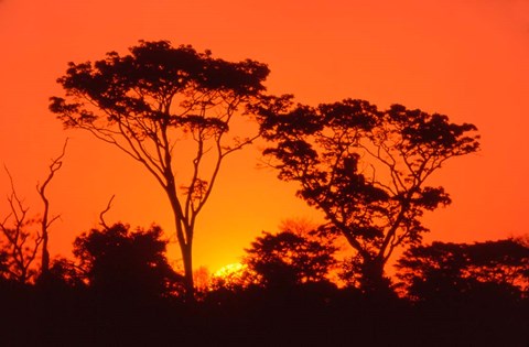 Framed Trees Silhouetted by Dramatic Sunset, South Africa Print