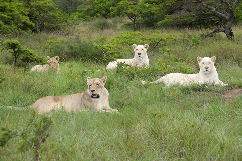 Framed Unique pride of cream colored African lions, South Africa Print