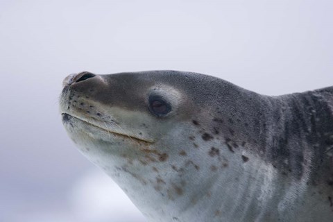 Framed Visitors Get Close-up View of Leopard Seal on Iceberg in Cierva Cove, Antarctic Peninsula Print