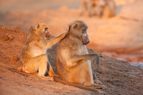 Framed Two grooming baboons, Senyati Safari Camp, Botswana Print