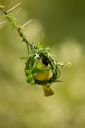 Framed Vitelline Masked Weaver, Samburu NP, Kenya Print