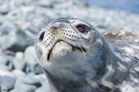 Framed Weddell Seal Resting, Western Antarctic Peninsula, Antarctica Print