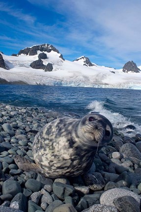 Framed Weddell seal, beach, Western Antarctic Peninsula Print