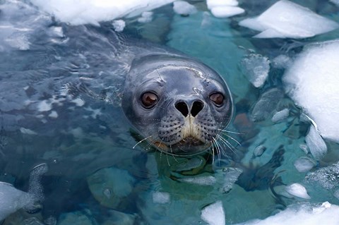 Framed Weddell seal in the water, Western Antarctic Peninsula Print