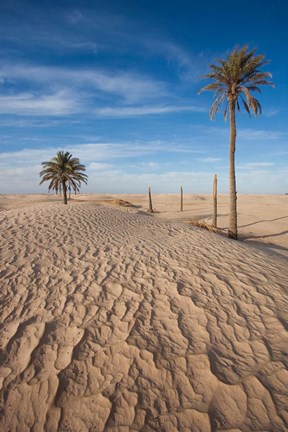 Framed Great Dune and Palm Trees, Tunisia Print