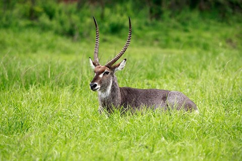 Framed Waterbuck wildlife, Hluhulwe Game Reserve, South Africa Print