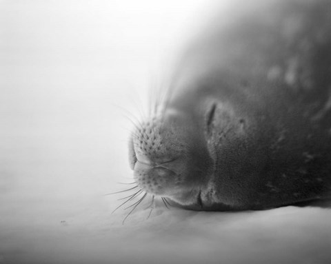 Framed Weddell Seal resting in snow on Deception Island, Antarctica Print