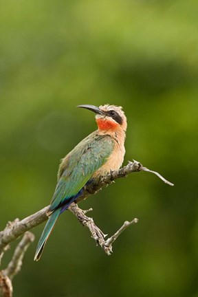 Framed Whitefronted Bee-eater tropical bird, South Africa Print