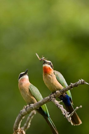 Framed Pair of Whitefronted Bee-eater tropical birds, South Africa Print