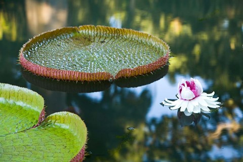 Framed Victoria amazonica water lily flower, Mauritius Print