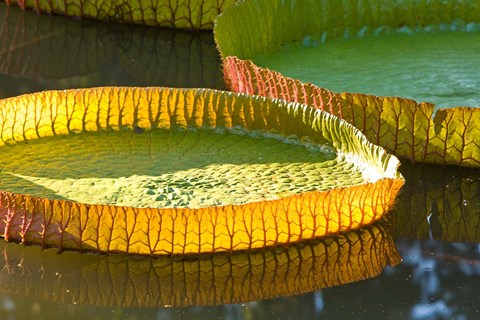 Framed Victoria amazonica water lily leaf, Mauritius Print