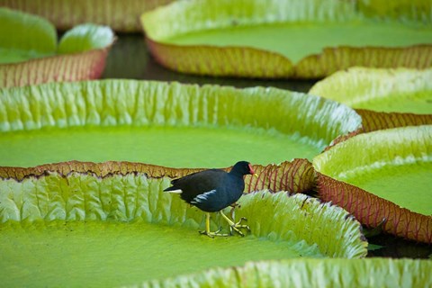 Framed Bird on a water lily leaf, Mauritius Print