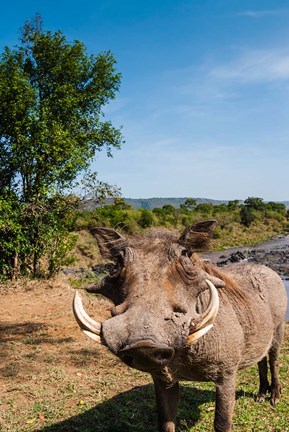 Framed Warthog, Maasai Mara National Reserve, Kenya Print