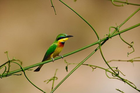 Framed Tropical Bird, Little Bee Eater, Masai Mara GR, Kenya Print