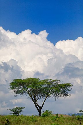 Framed Umbrella Thorn Acacia, Lake Nakuru National Park, Kenya Print