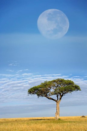 Framed Umbrella Thorn Acacia, Kenya Print
