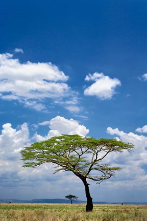 Framed Umbrella Thorn Acacia, Serengeti National Park, Tanzania Print