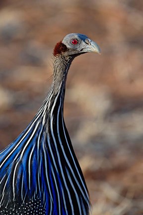 Framed Vulturine Guinea fowl, Samburu Game Reserve, Kenya Print