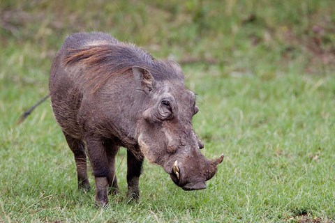 Framed Warthog wildlife, Maasai Mara, Kenya Print