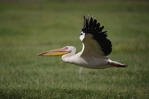 Framed White Pelican bird in flight, Lake Nakuru, Kenya Print