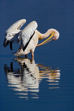 Framed White Pelican bird, Lake Nakuru National Park, Kenya Print