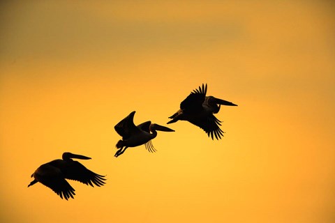 Framed White Pelican birds, Lake Manyara National Park, Tanzania Print