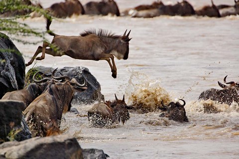 Framed Wildebeest jumping into Mara River, Masai Mara Game Reserve, Kenya Print
