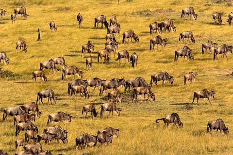 Framed Wildebeest Migration, Masai Mara Game Reserve, Kenya Print