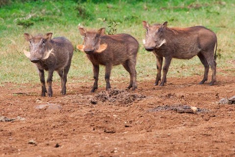 Framed Warthog, Aberdare National Park, Kenya Print