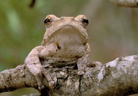 Framed Tree Frog, Phinda Reserve, South Africa Print