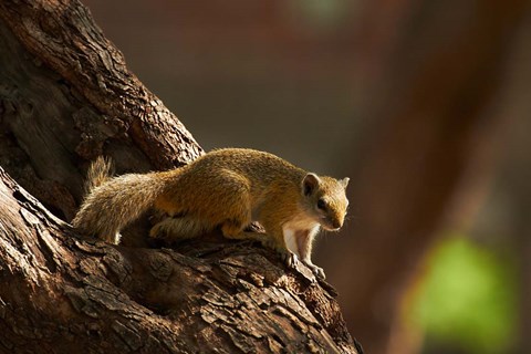 Framed Tree squirrel, Okavango Delta, Botswana, Africa Print