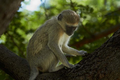 Framed Vervet monkey, Victoria Falls, Zimbabwe, Africa Print