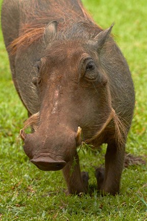 Framed Warthog, Kruger National Park, South Africa Print