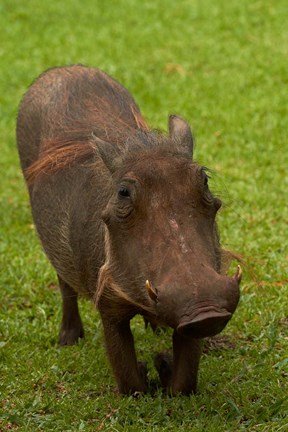 Framed Warthog, Phacochoerus africanus, Kruger NP, South Africa Print