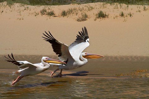 Framed White Pelicans, Sandwich Harbor, Namib-Naukluft, Namibia Print