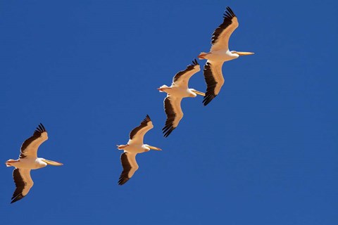 Framed White Pelicans in the sky, Sandwich Harbor, Namibia Print