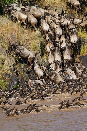 Framed Wildebeest crossing river Mara, Maasai Mara Wildlife Reserve, Kenya Print