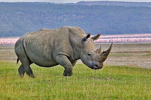 Framed White Rhinoceros and Lesser Flamingos, Lake Nakuru National Park, Kenya Print