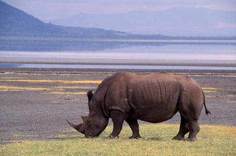 Framed White Rhinoceros, Lake Nakuru National Park, Kenya Print
