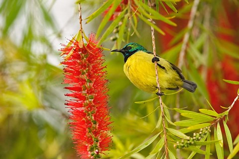 Framed Variable Sunbird, Aberdare Country Club, Nyeri, Kenya Print