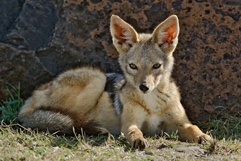 Framed Black-backed Jackal resting, Masai Mara, Kenya Print