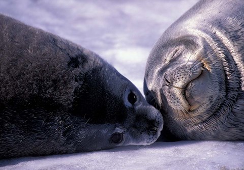 Framed Weddell Fur Seal Cow and Pup, Antarctica Print