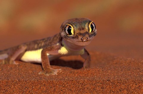 Framed Web-footed Gecko, Namib National Park, Namibia Print