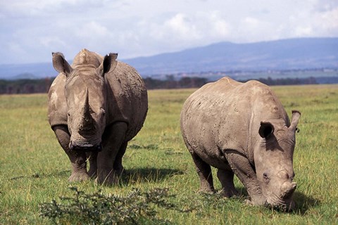 Framed White Rhinoceros grazing, Lake Nakuru National Park, Kenya Print